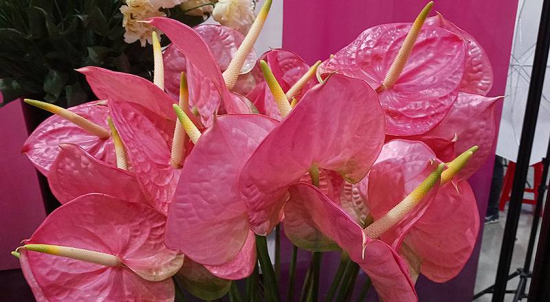 火鶴花 羅莎 (圖片4)