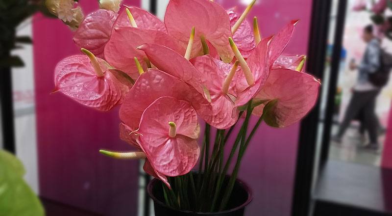 火鶴花 羅莎 (圖片2)