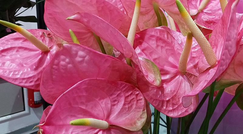 火鶴花 羅莎 (圖片3)