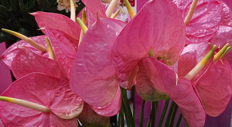 火鶴花 羅莎 (圖片6)