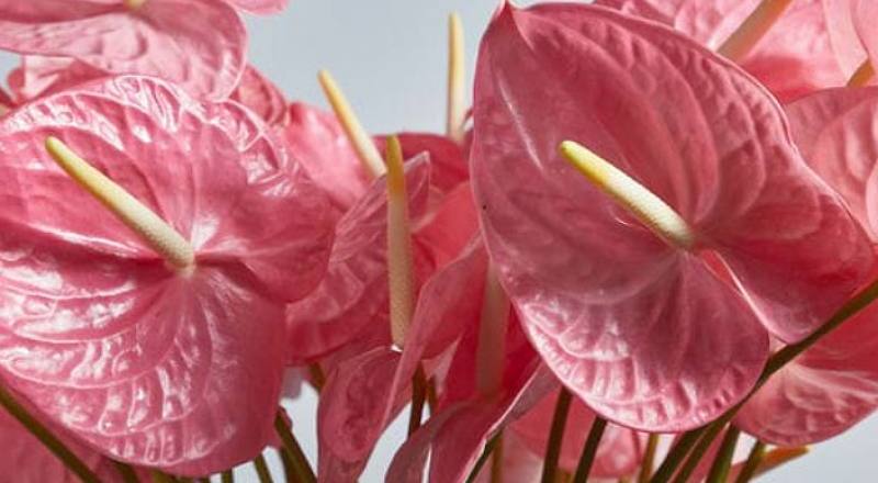 火鶴花 粉色 (圖片1)