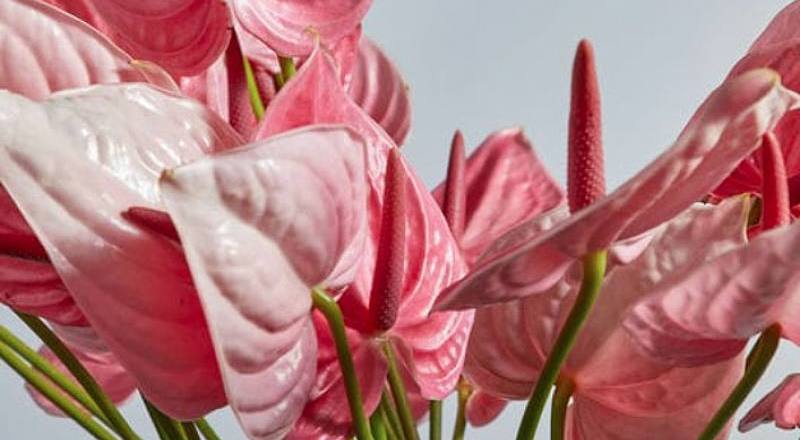 火鶴花 粉新娘 (圖片1)